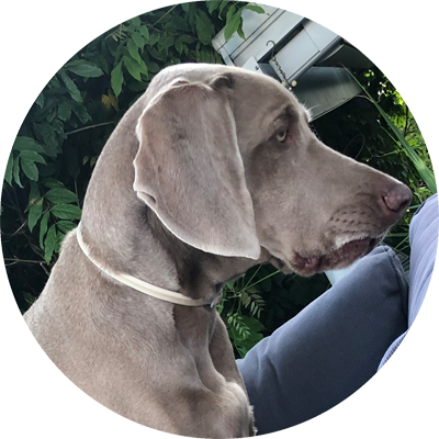 Kadaversuchhund Arwen