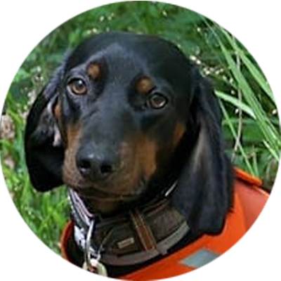 Kadaversuchhund Mera
