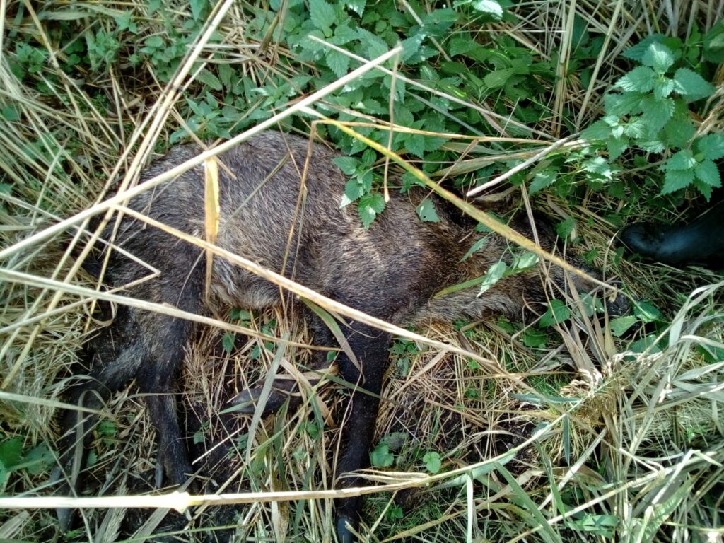 Totes Wildschwein durch ASP Afrikanische SchweinepetKadaver Suchhundestaffel Saar im einsatz in Sachsen